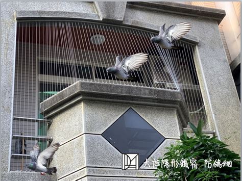 鳥死在陽台上